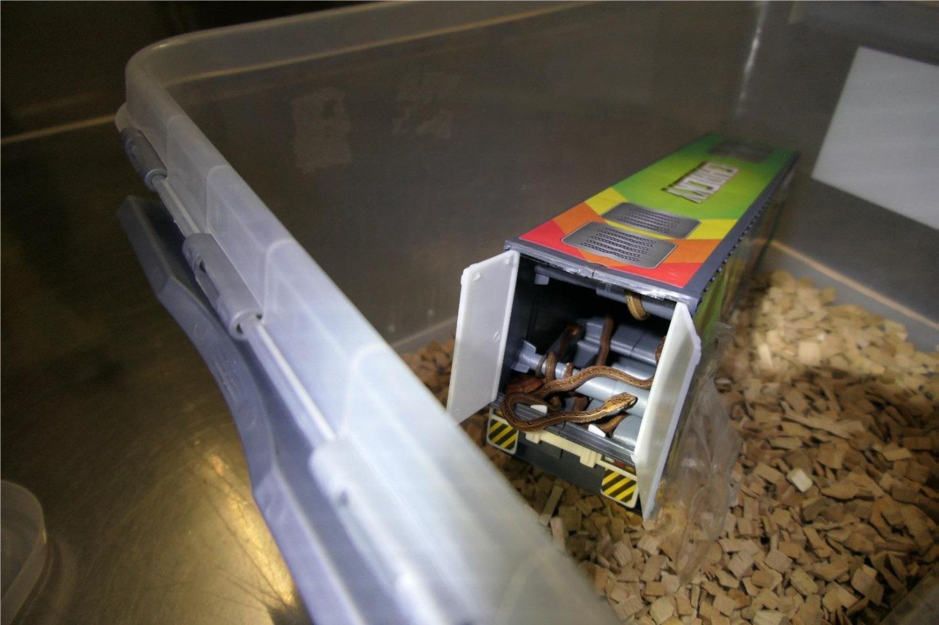 Von den neun im Anhänger befindlichen Schneckennattern hat eine nicht überlebt.<br> (Foto: Zoll)