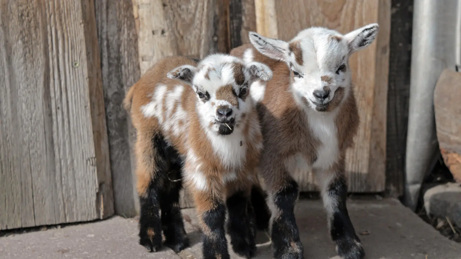 Zwei weitere der sieben neugeborenen Zicklein. (Foto: Christian Maurer / Stadt Delitzsch)