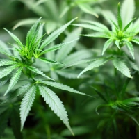 Ein Cannabis-Sämling (Symbolbild: pixabay)