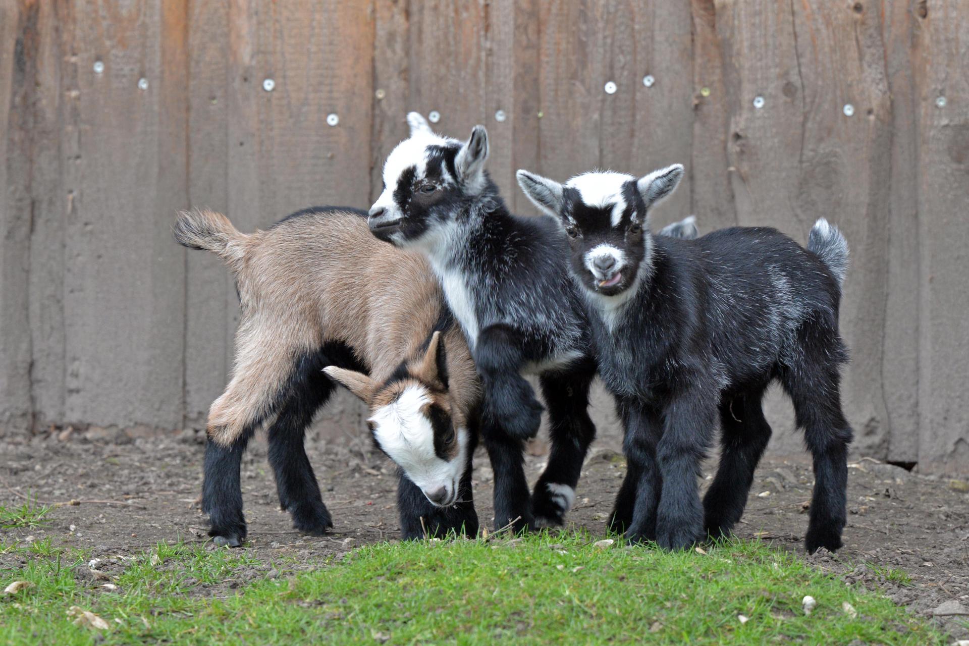 Drei der sieben neugeborenen Ziegen. (Foto: Christian Maurer / Stadt Delitzsch)