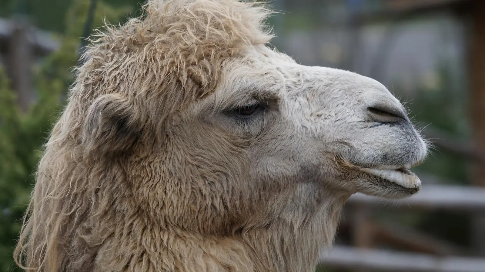 Ein helles Trampeltier, so wie es Iwan war. (Symbolbild: Pixabay)