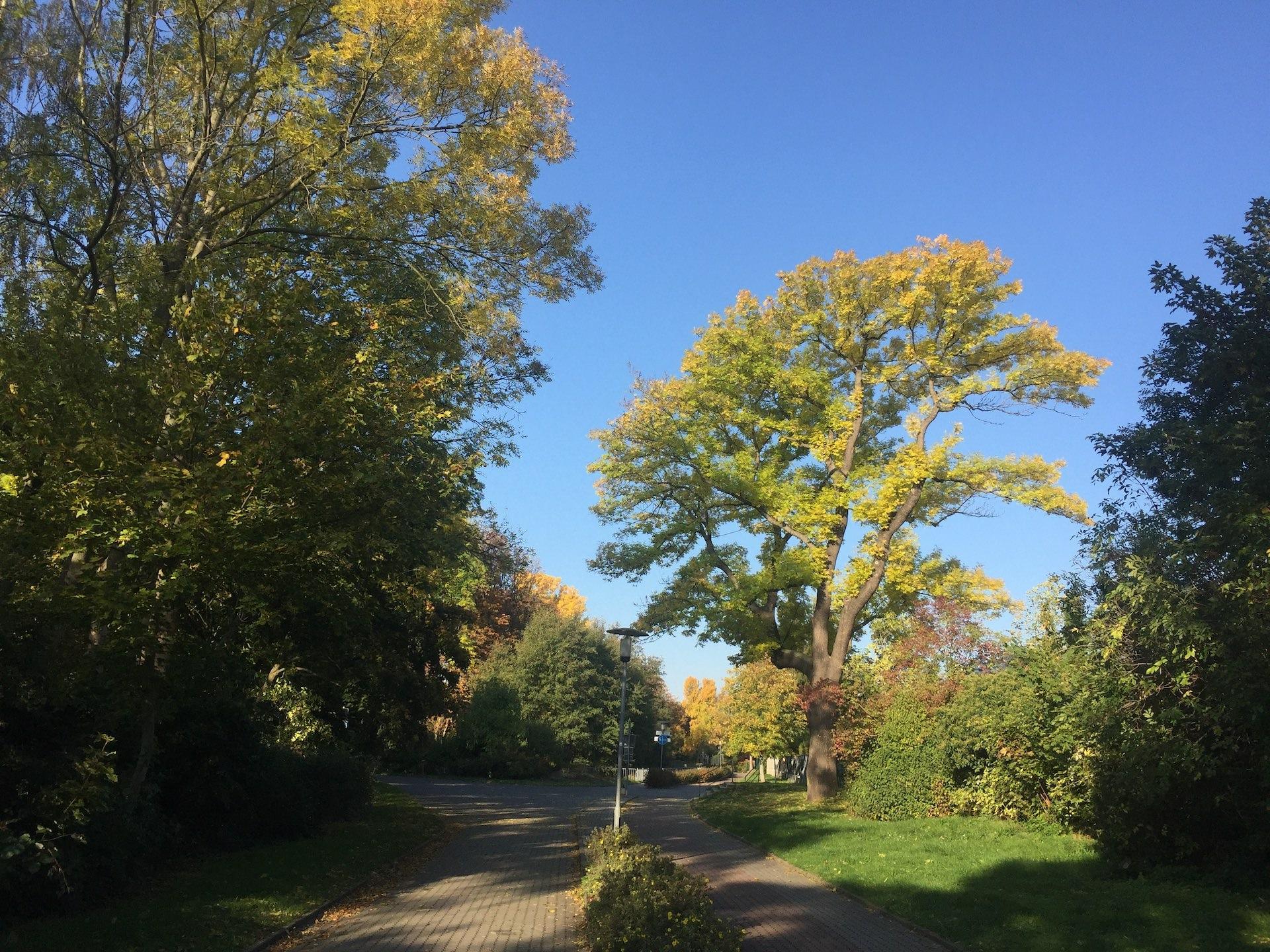 So sah die Esche im Oktober 2019 aus. (Foto: taucha-kompakt.de)