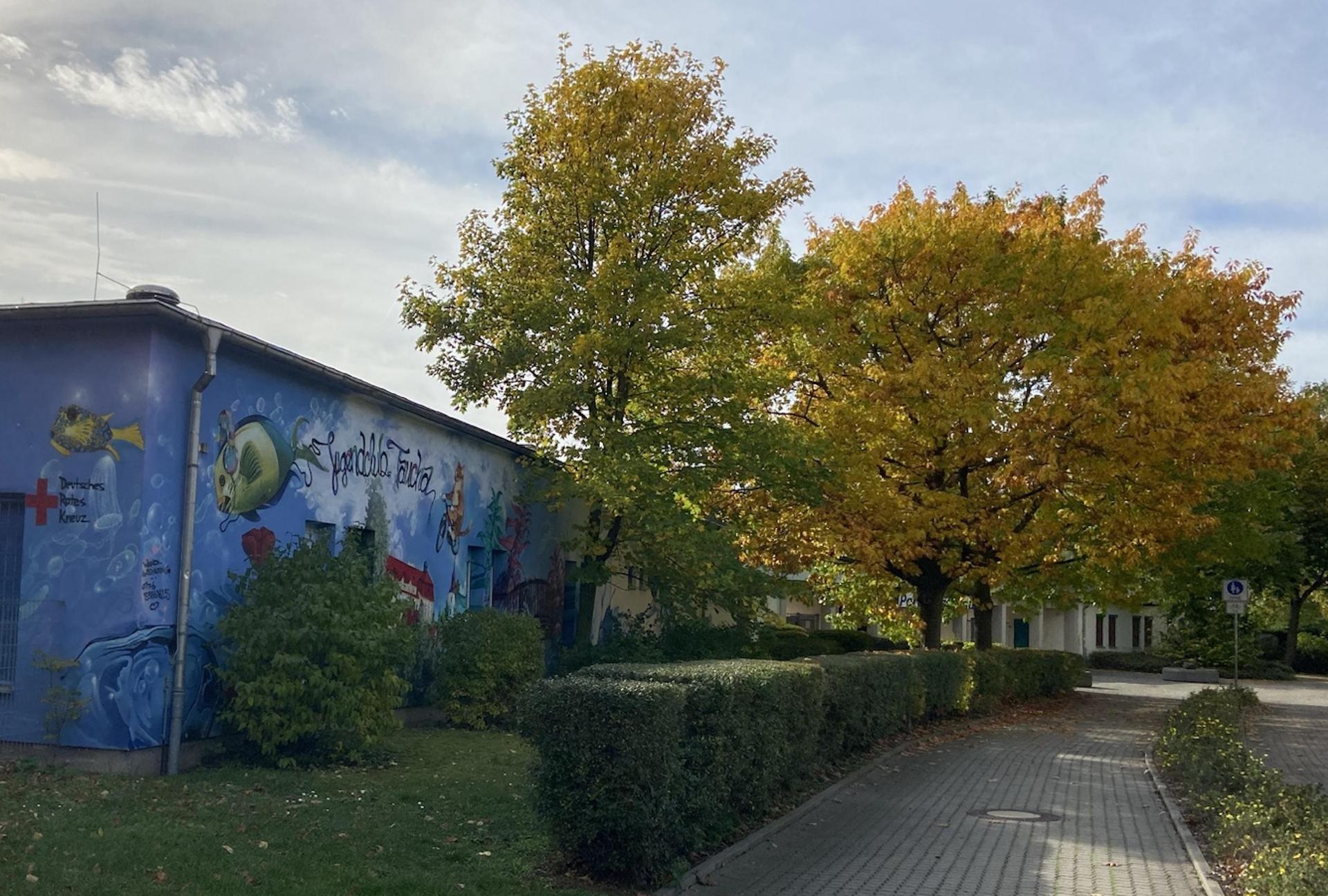 Ein schöner großer Baum stand bis vergangenes Jahr noch unweit des Jugendclubs. Er musste krankheitsbedingt gefällt werden. (Archivbild: Daniel Große)