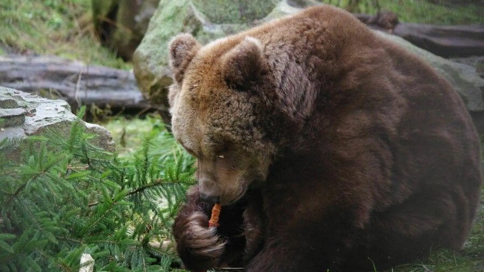 Bärin Jette – hier kurz vor ihrem 34. Geburtstag - war die letzte in Torgau geborene Bärin. (Foto: LRA/Stöber)