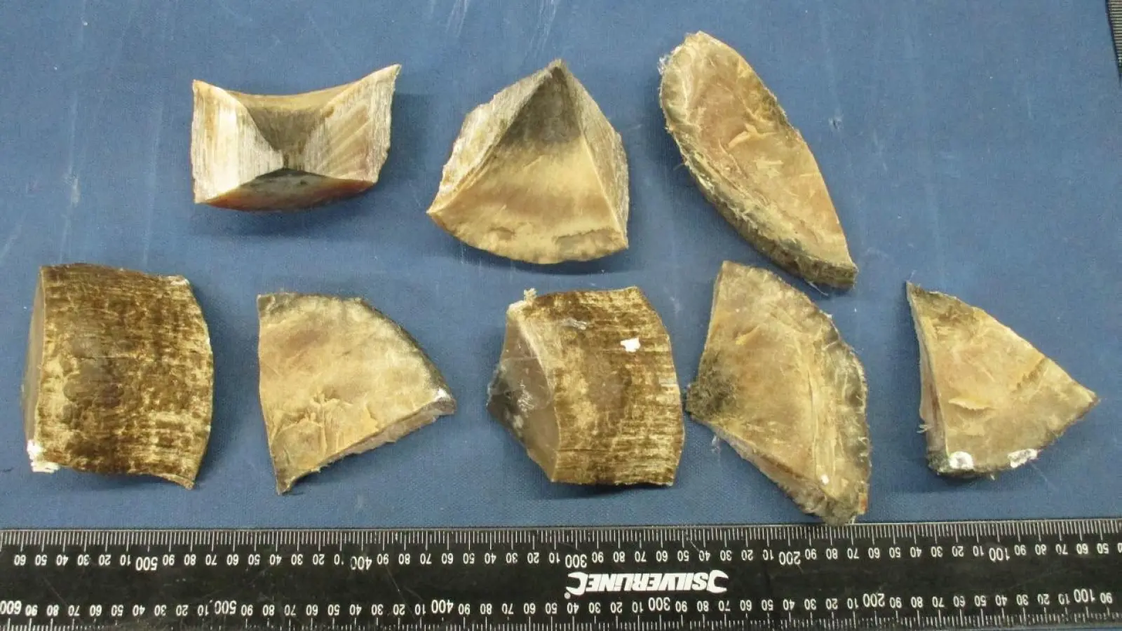 Quelle: Zoll. Acht Hornstücke aus dem Lautsprecher. Die Verwendung des Bildes ist nur für eine Berichterstattung i.V.m. der Pressemitteilung gestattet. (Foto: nordsachsen24.de)