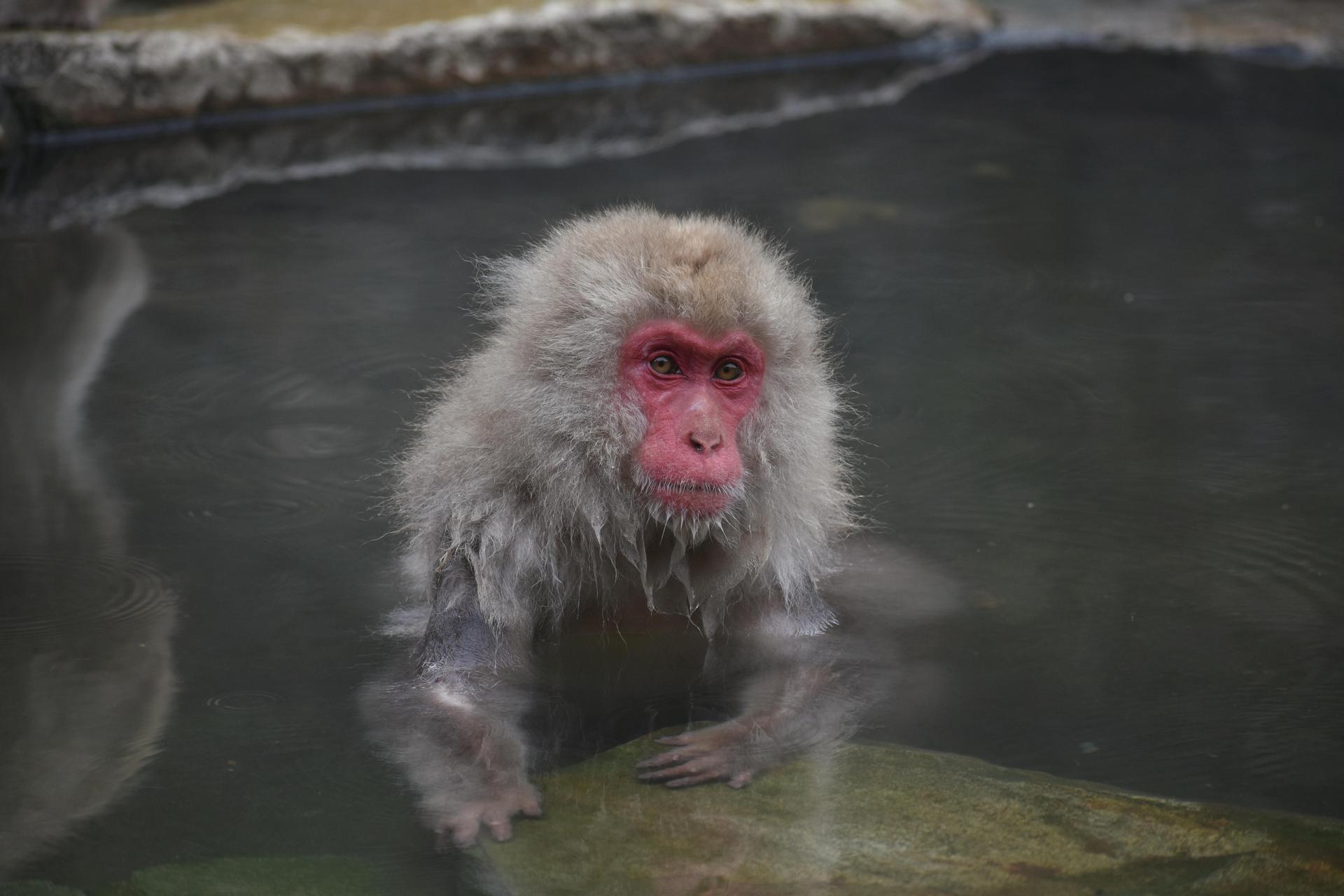 Jigokudani: Japanmakaken baden in heißen Quellen inmitten von Schnee (Foto: Pixabay)