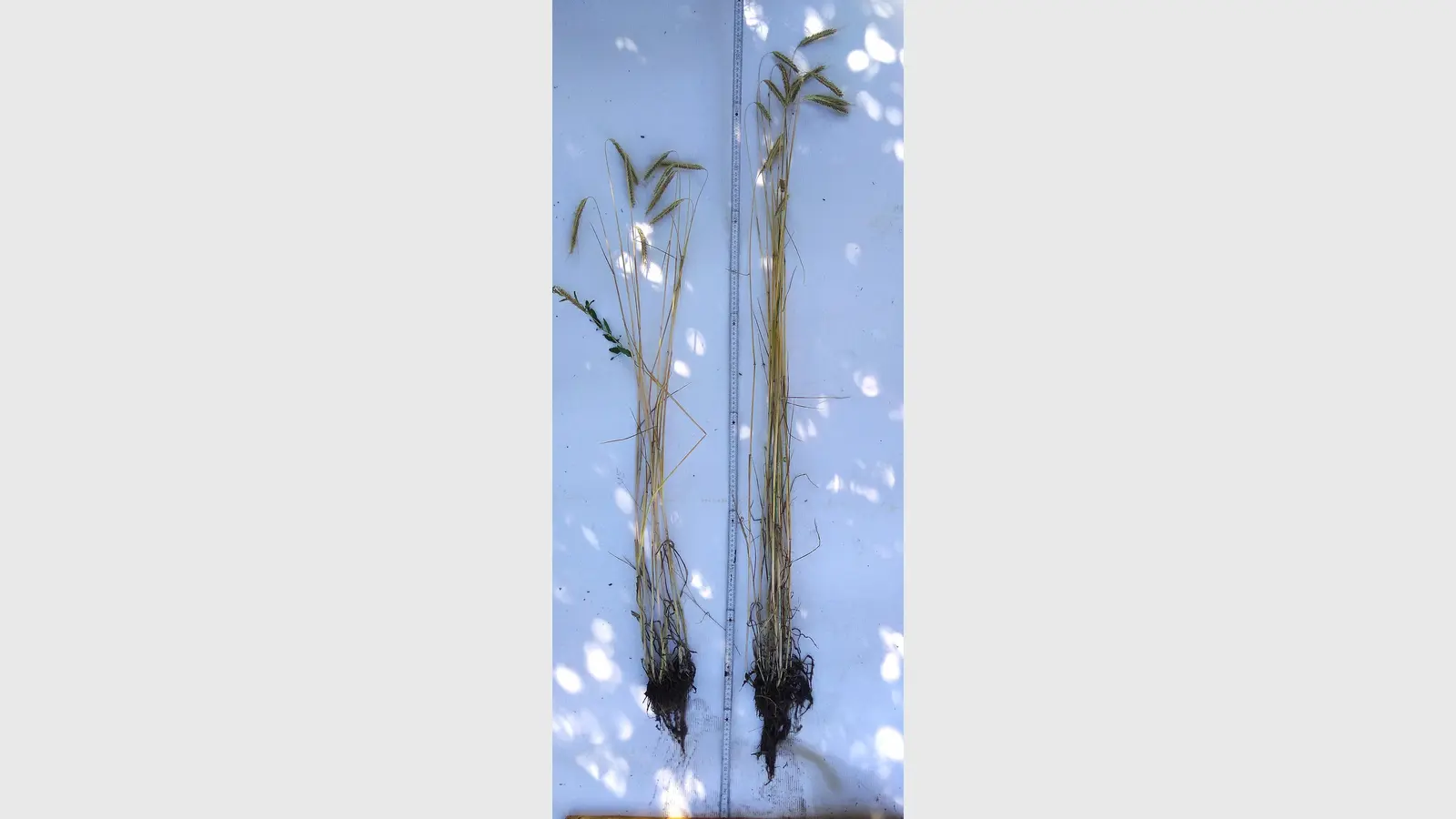 Getreide wächst unter Verwendung von Leonardit besser, sagen Versuche von Harald Alex. (Foto: Harald Alex)