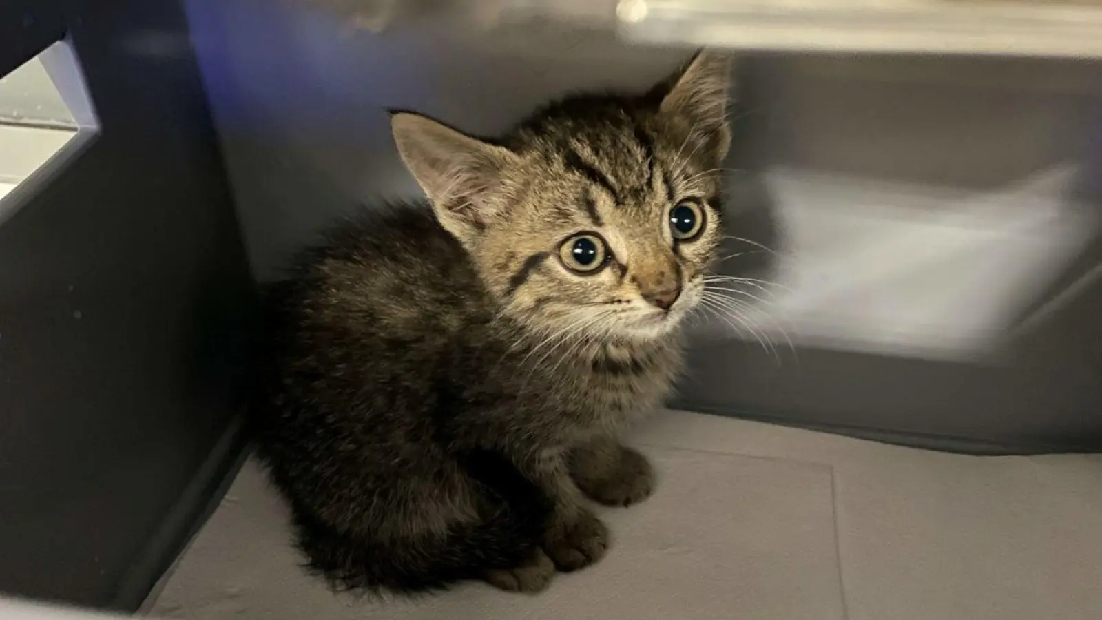 Foto: Bundespolizei Leipzig (Foto: nordsachsen24.de)