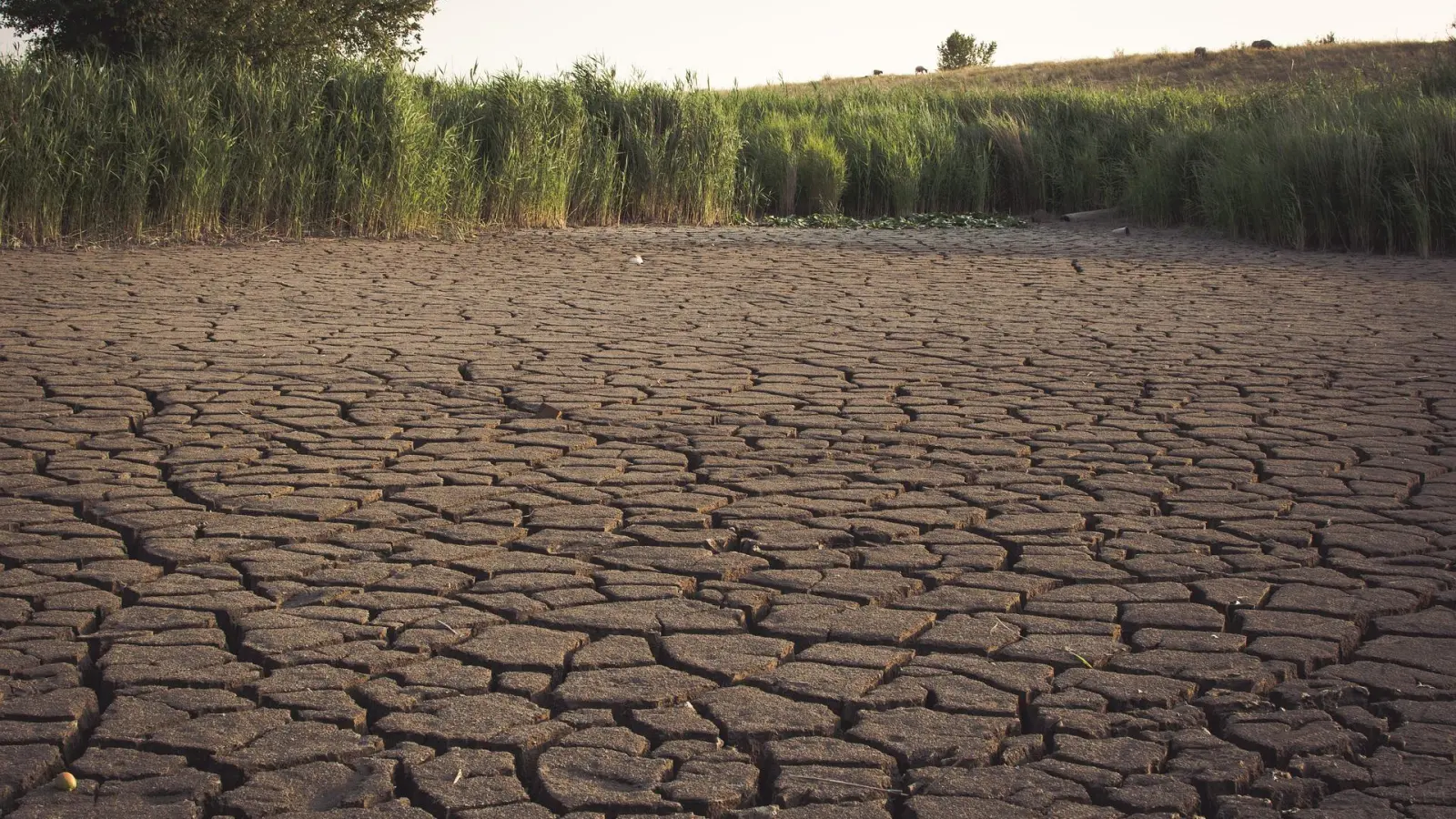 Anhaltende Trockenheit: Landratsamt erlässt Wasserentnahmeverbot (Foto: nordsachsen24.de)