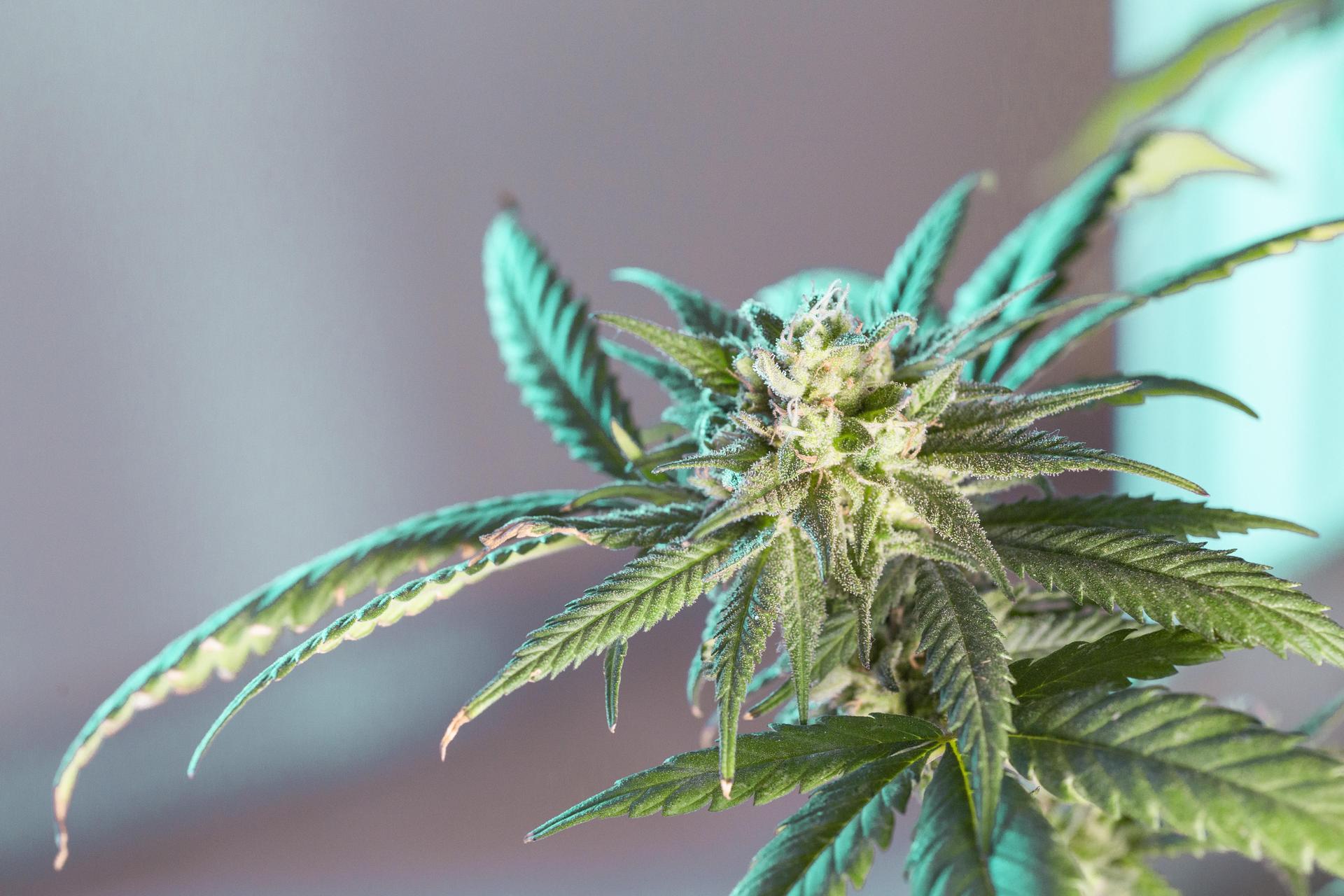 Der Anbau von Cannabis zuhause will gelernt sein. (Foto: Erin Hinterland / Pixabay)