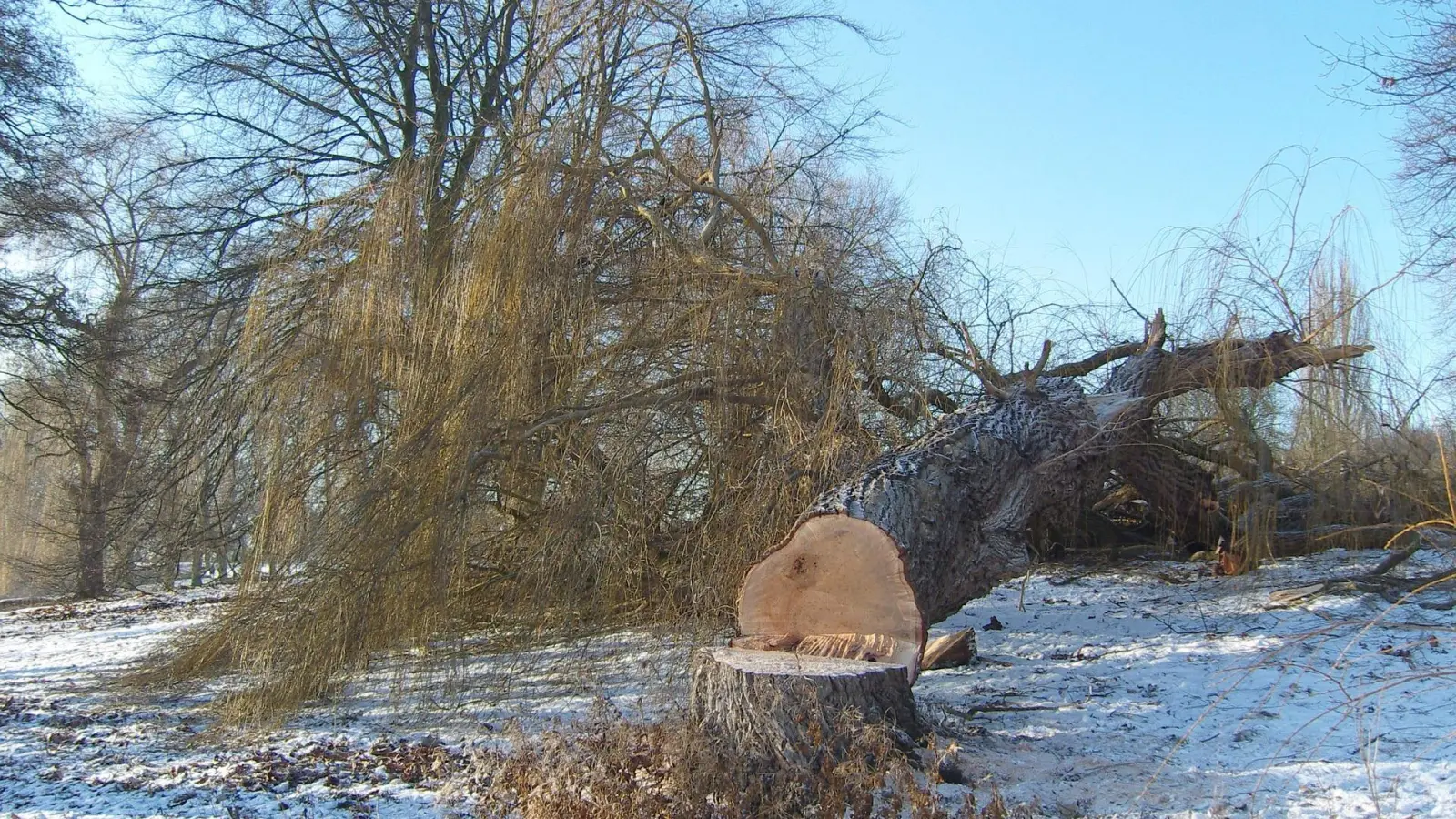 Wegen Baumfällungen muss die S 19 kurzzeitig gesperrt werden. (Symbolbild: Pixabay)