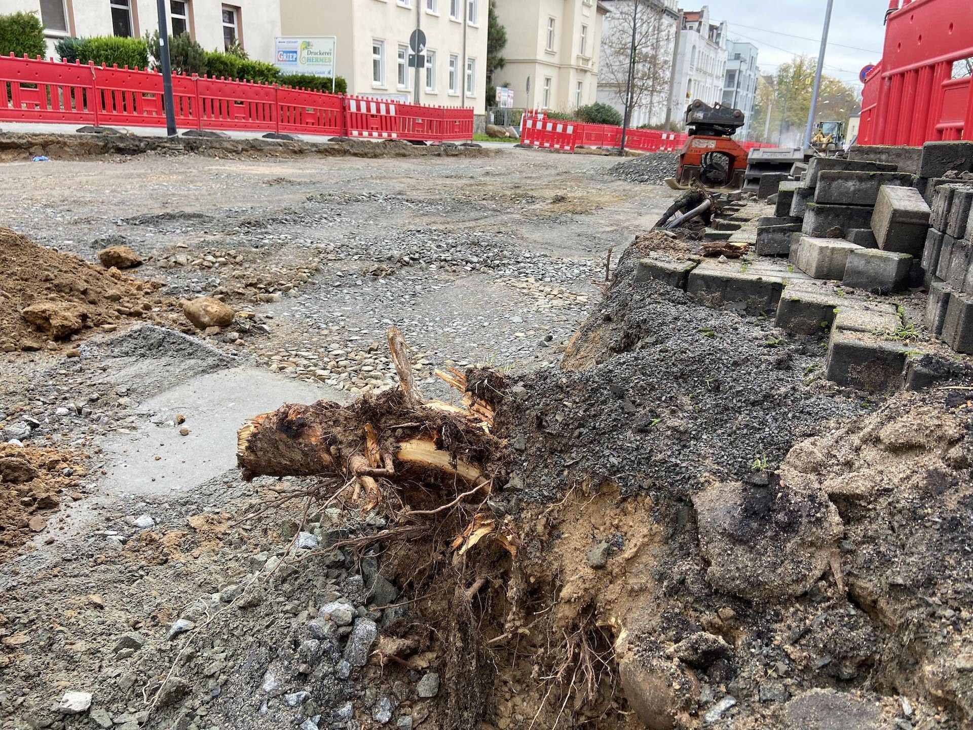Ärger um Baumfällung in der Portitzer Straße - Stadtverwaltung klärt auf (Foto: taucha-kompakt.de)