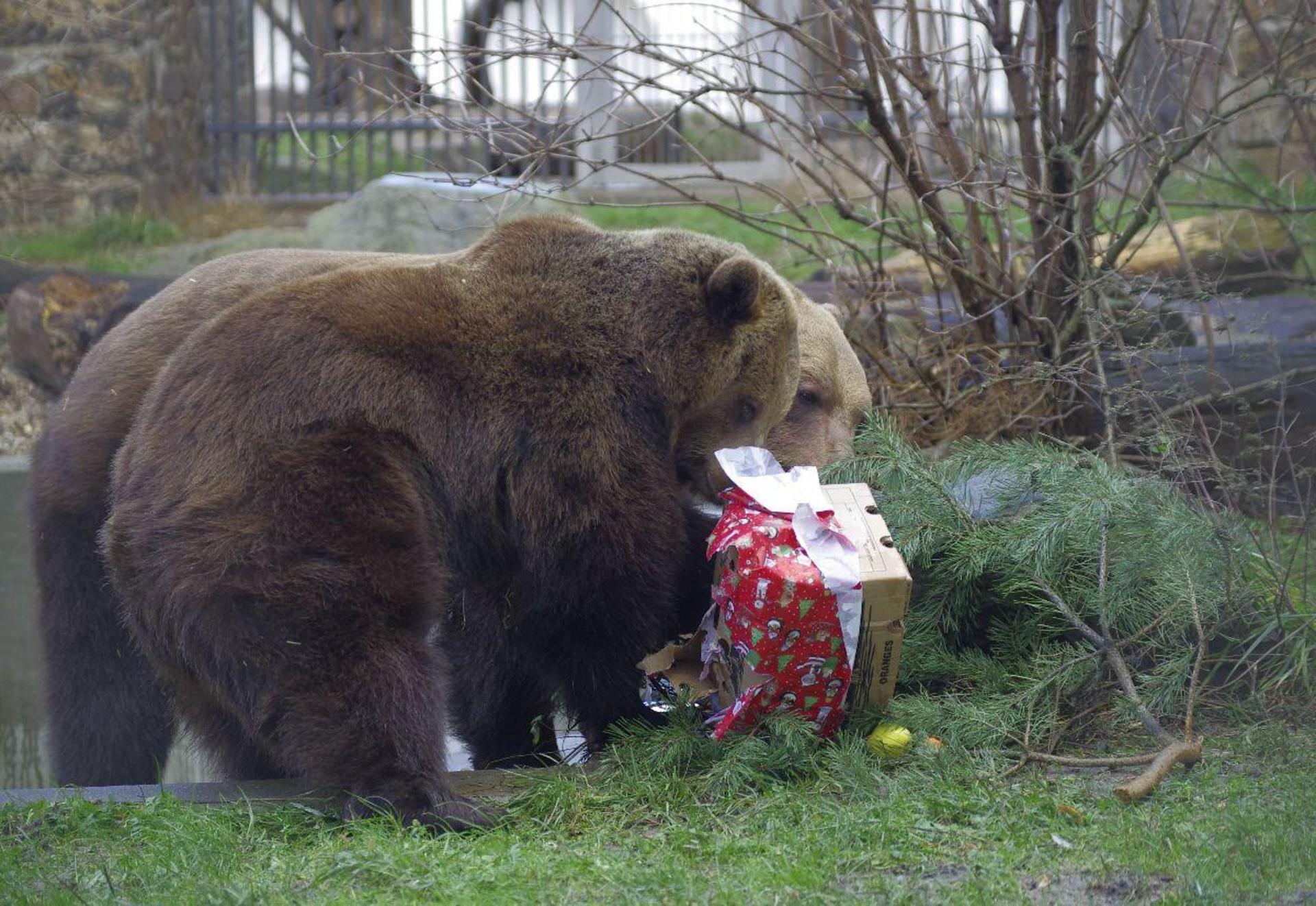 Bescherung für Bea und Benno (Foto: Landratsamt Nordsachsen)