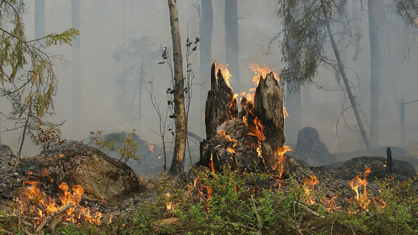 Landkreis erlässt Betretungsverbot für einen Teil der Wälder (Foto: nordsachsen24.de)