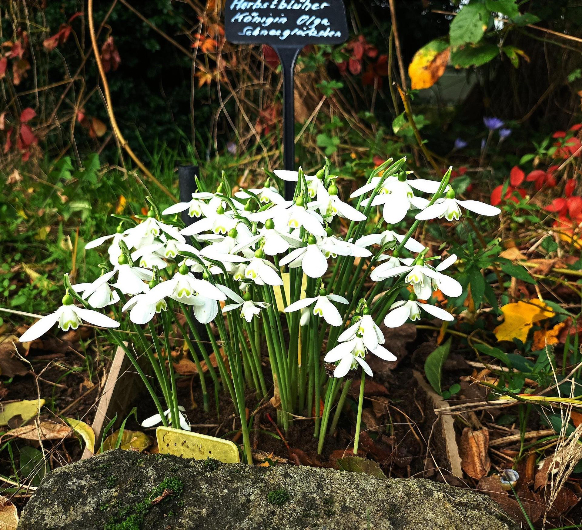 Vor allem Schneeglöckchen wird es zu sehen geben, aber auch viele weitere Frühblüher. (Foto: Harald Alex)
