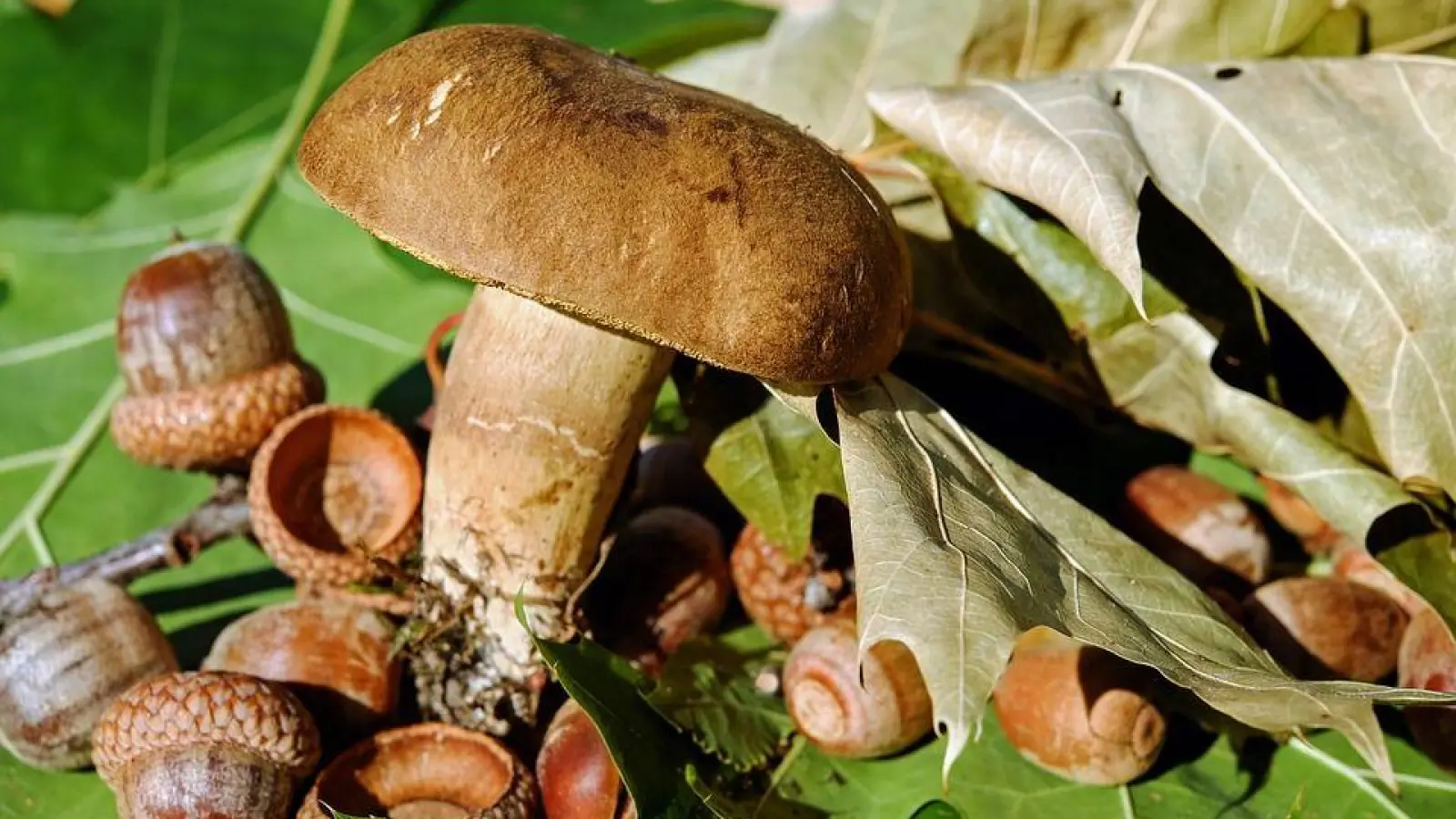 Vermissten Pilzsammler nach 4 Tagen gefunden (Foto: nordsachsen24.de)