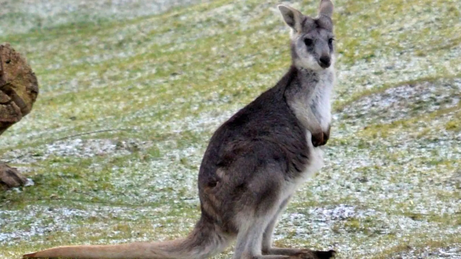 Bergkänguru im Tiergarten Delitzsch (Foto: Christian Maurer)