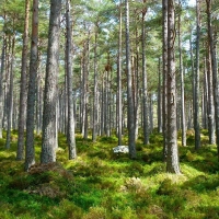 Wald (Foto: Pixabay)
