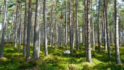 Wald (Foto: Pixabay)