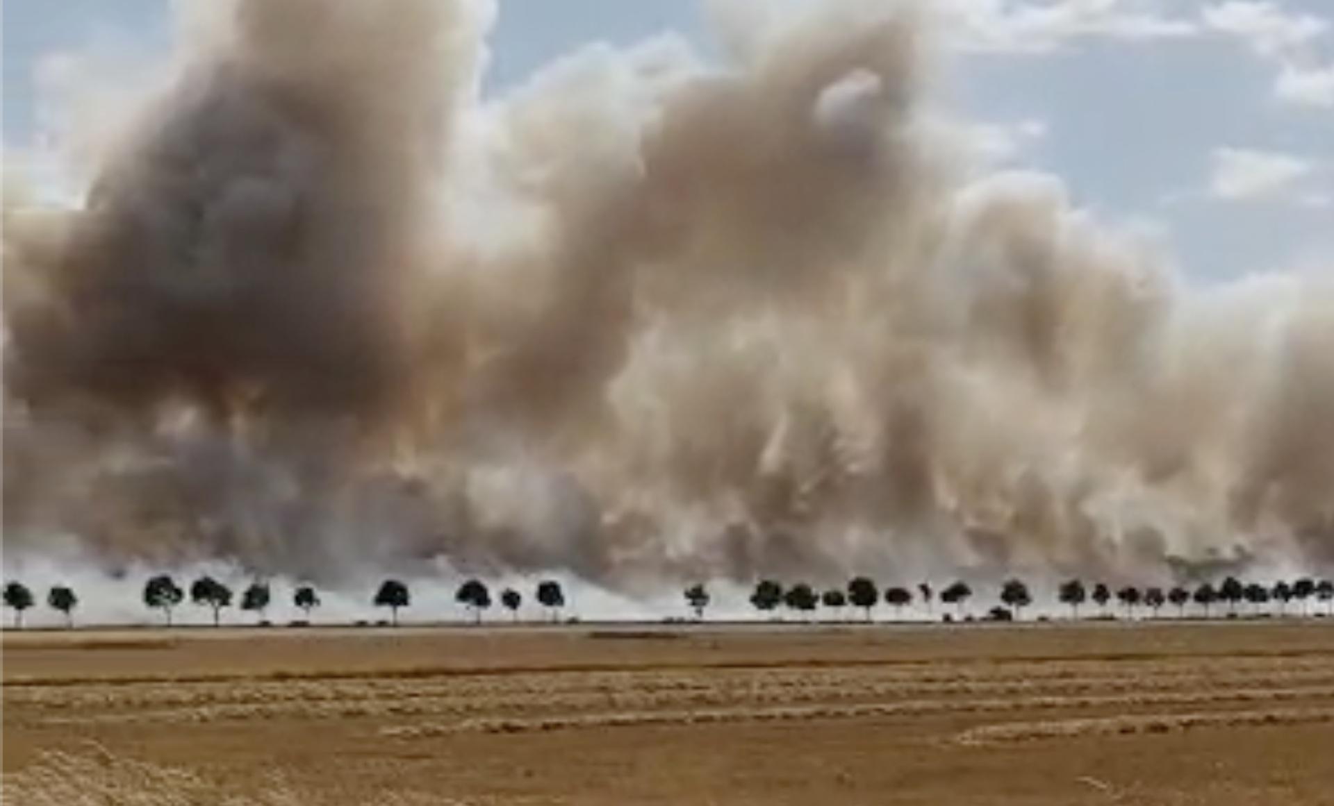 Feldbrand bei Audenhain, Waldbrand bei Gruna (Foto: nordsachsen24.de)